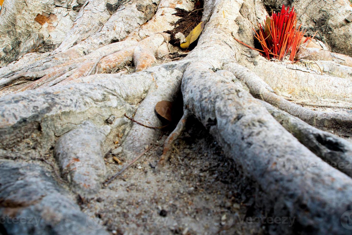 adorare con bastoncini di incenso offerta alle radici dell'albero di baniano foto