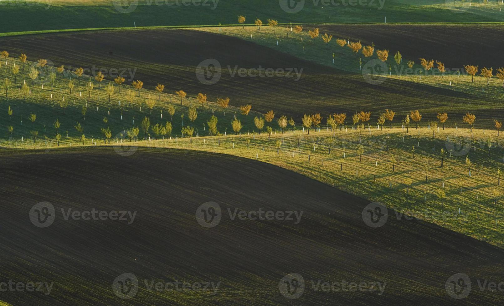 bellissimo natura. linea di fresco alberi su il verde agricolo i campi a giorno foto