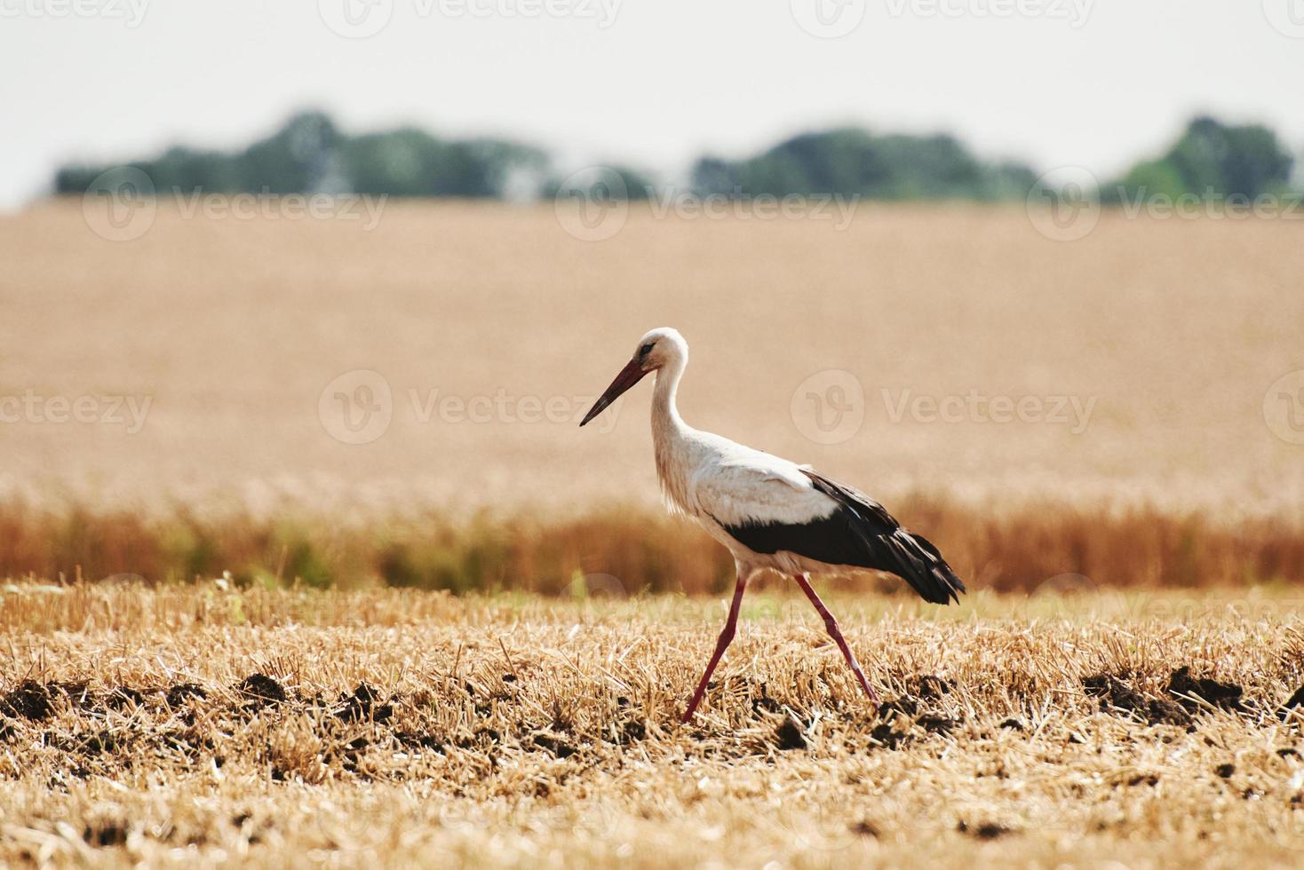 uno cicogna è su agricoltura campo. natura nel un' giallo ambiente foto