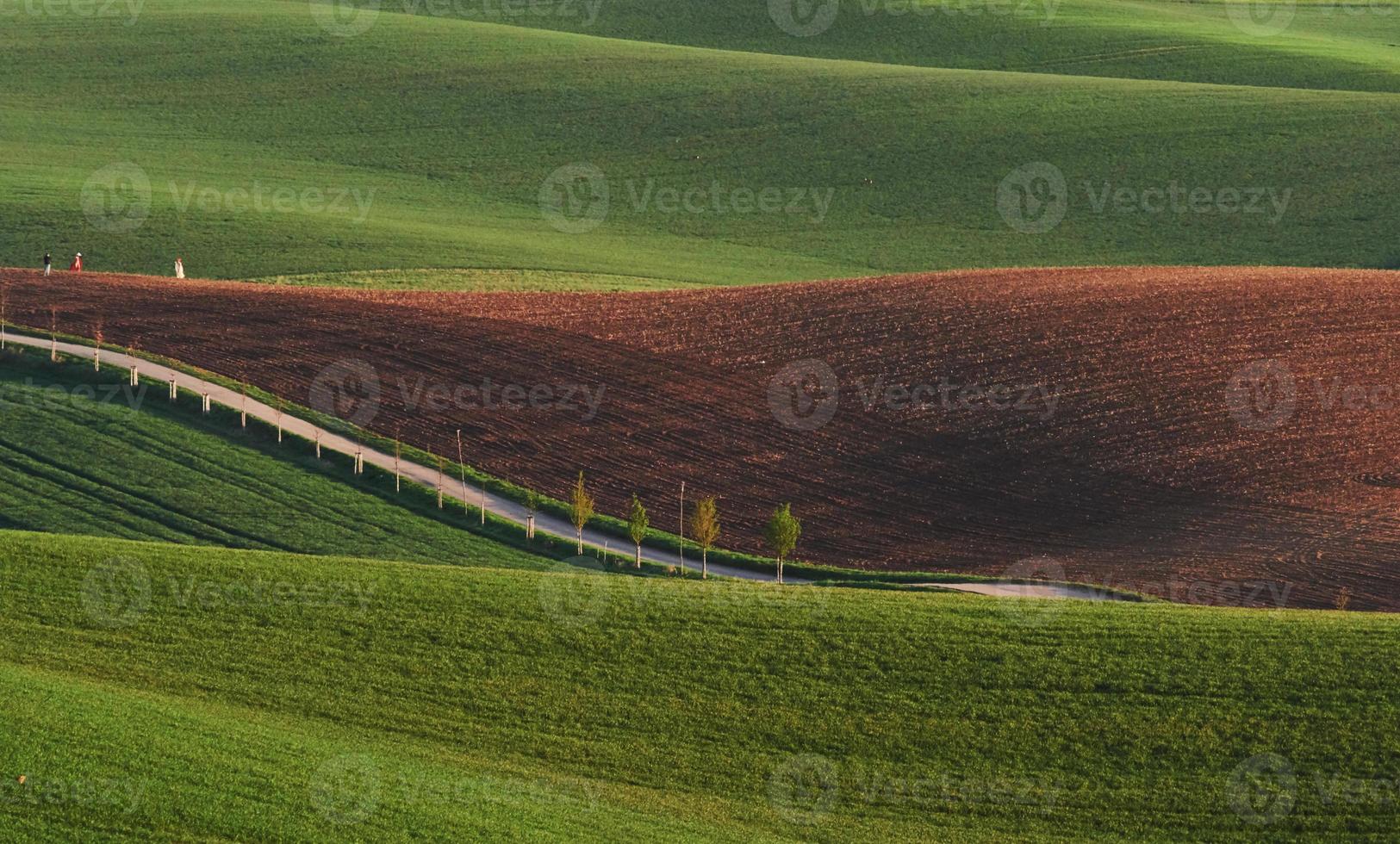 linea di fresco alberi su il verde agricolo i campi a giorno foto