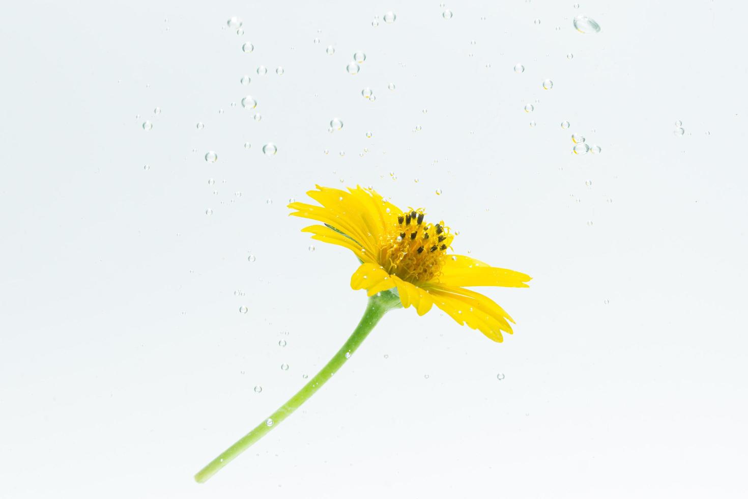 primo piano di un fiore giallo in acqua foto