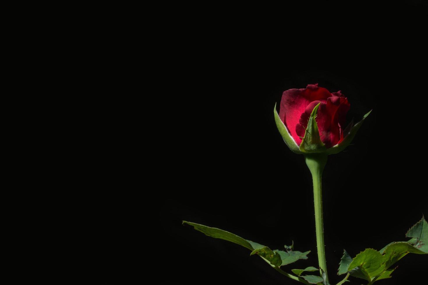 rosa rossa su sfondo nero foto