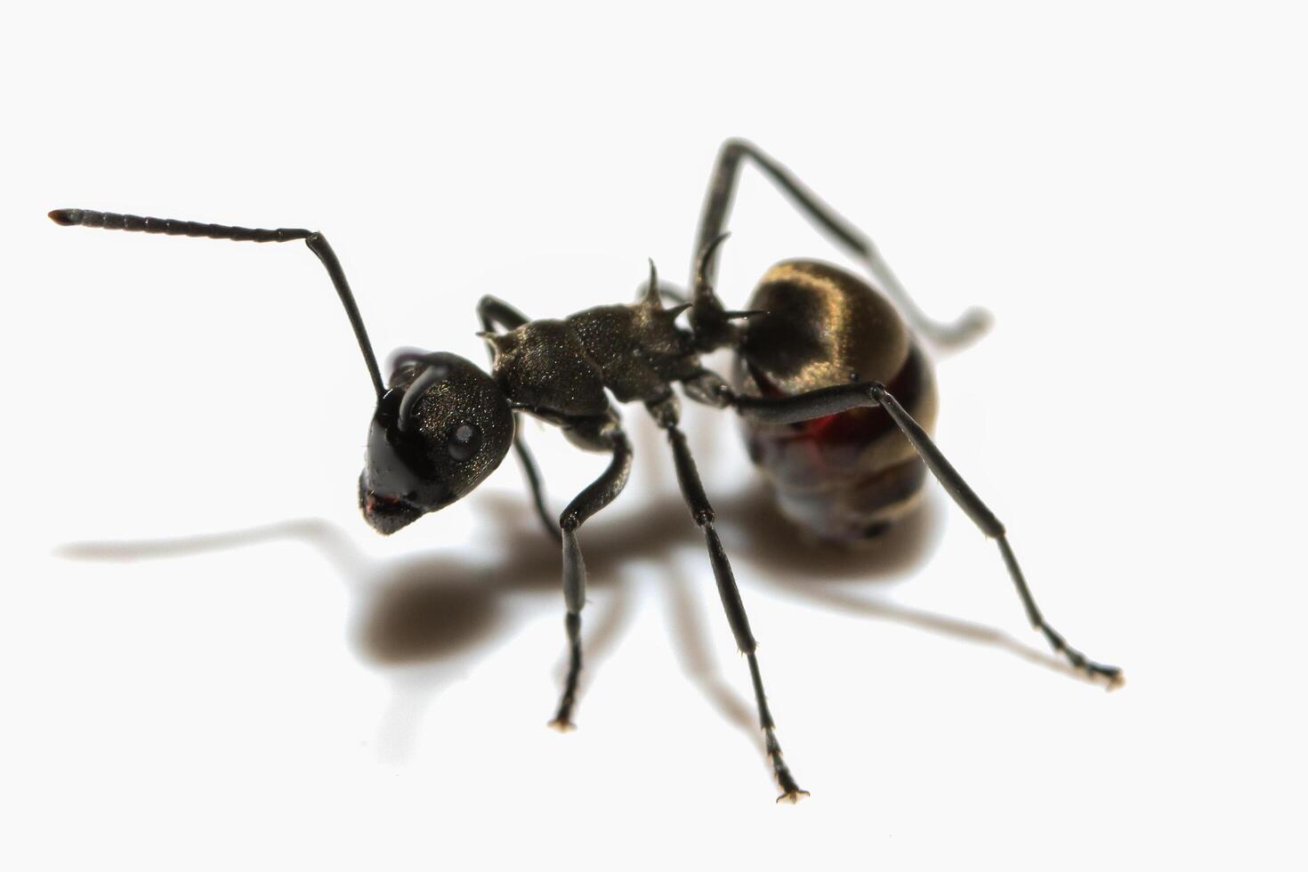 primo piano della formica nera foto