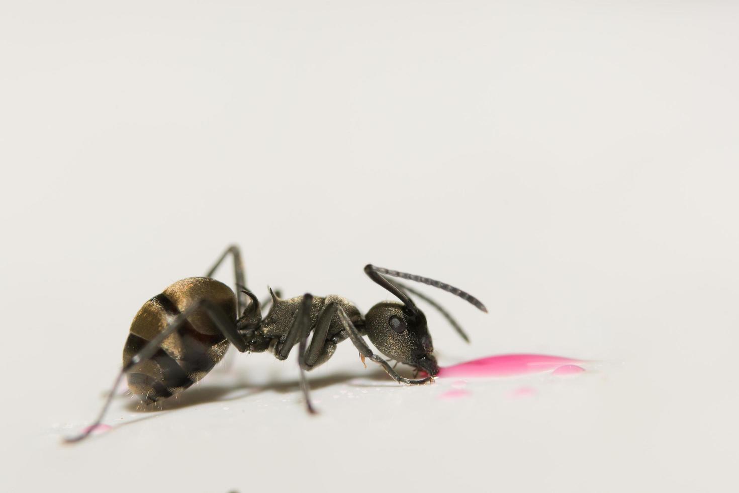 primo piano della formica nera foto