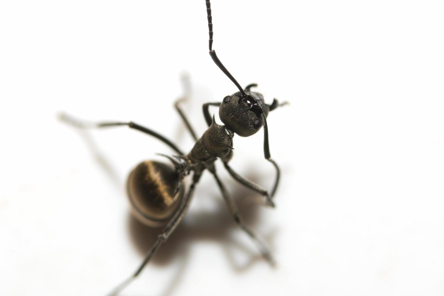 primo piano della formica nera foto