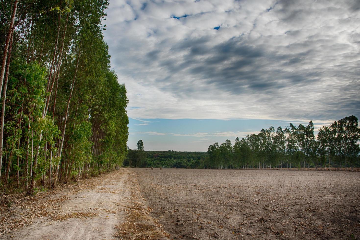 alberi sotto il cielo drammatico foto