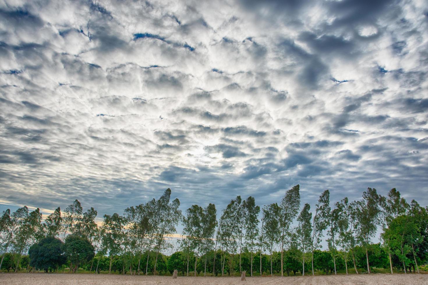 alberi sotto il cielo drammatico foto