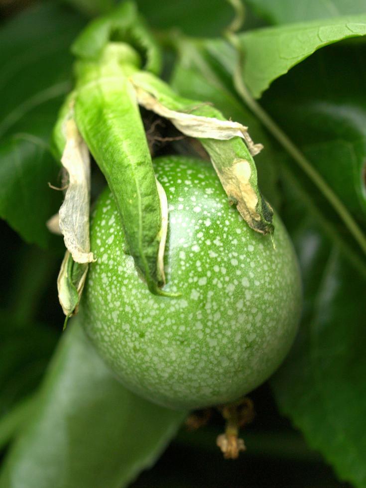 fiore verde del frutto della passione foto