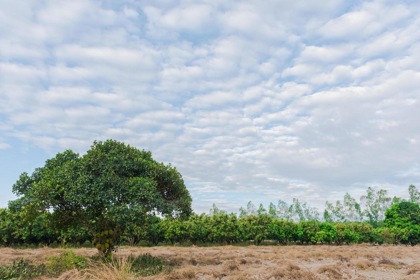 albero sul campo foto