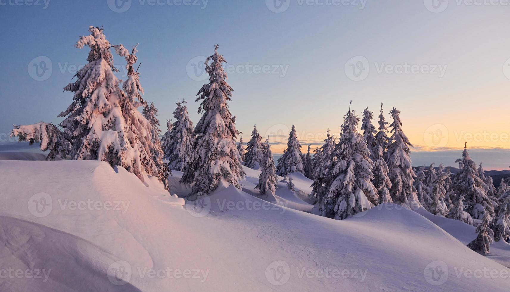 neve coperture lotto di terra e alberi. magico inverno paesaggio foto