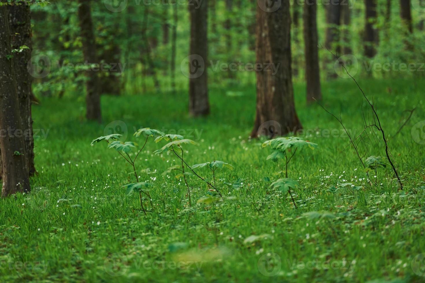 foto di foresta a primavera stagione a giorno. alberi e impianti