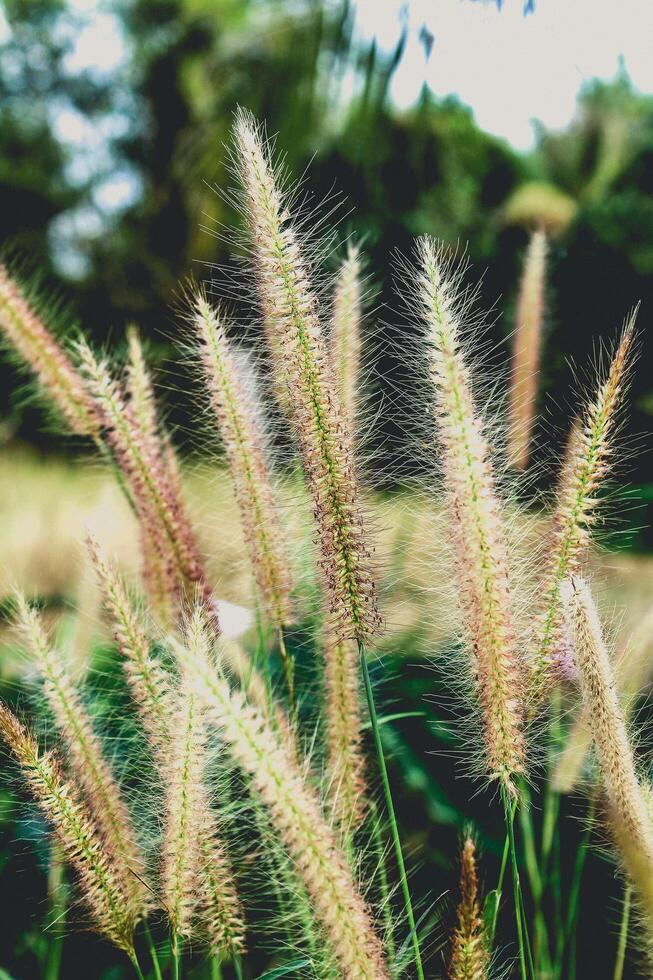 fiori di campo in un prato foto