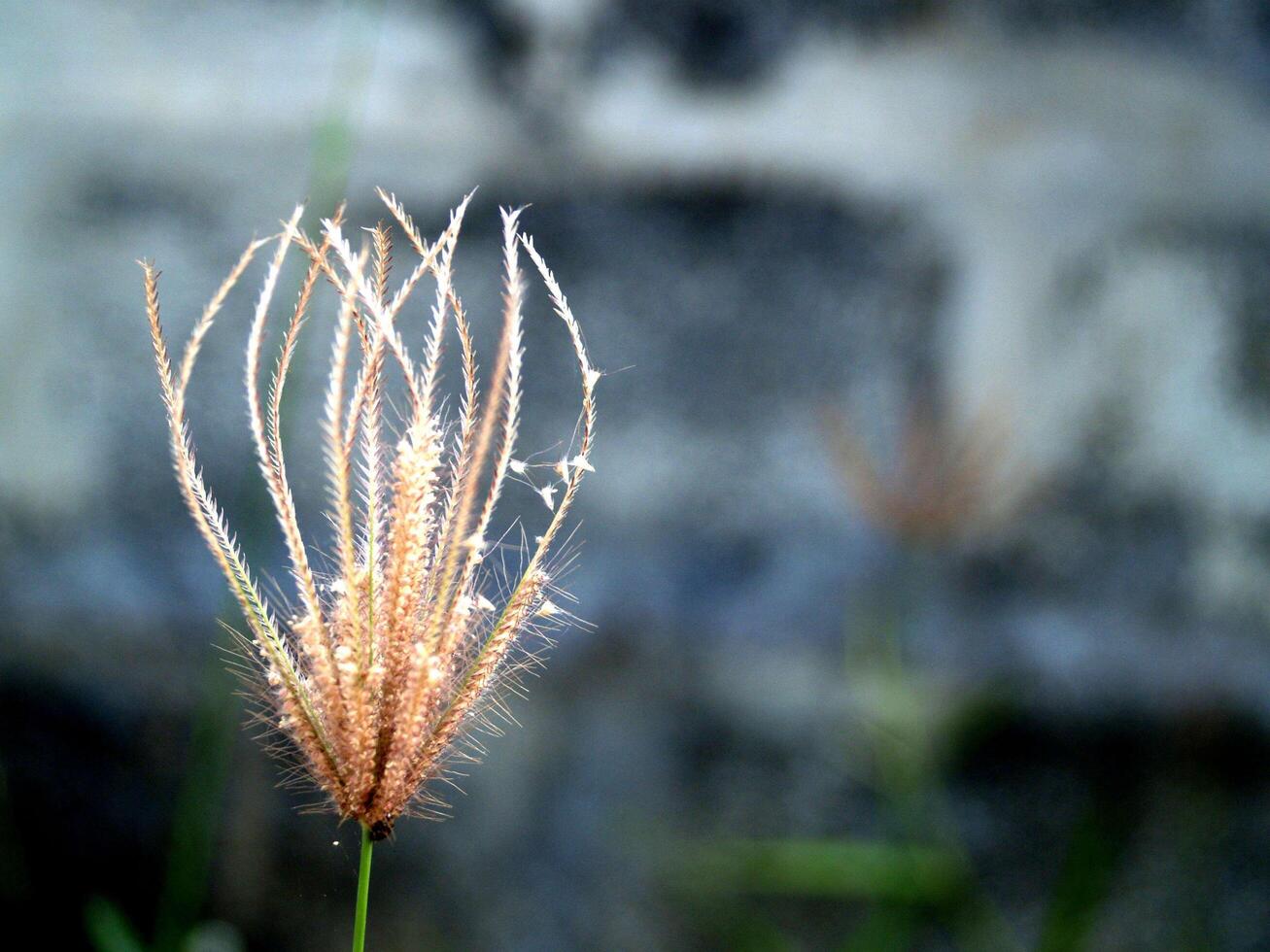 Wildflower essiccato in natura foto