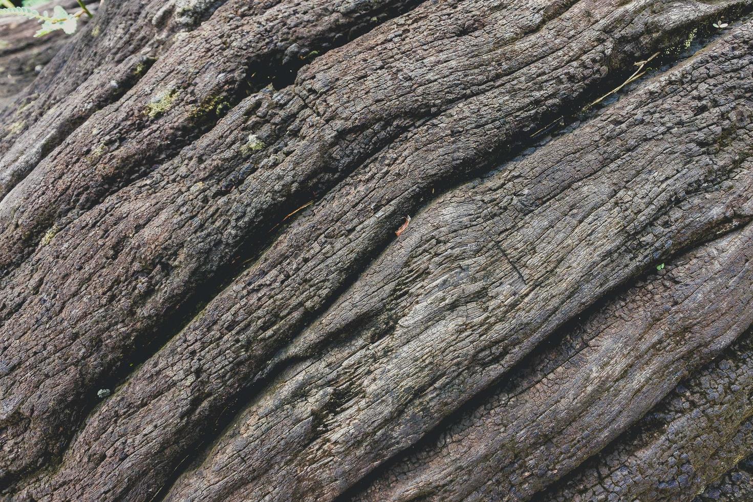 primo piano di un tronco d'albero morto foto