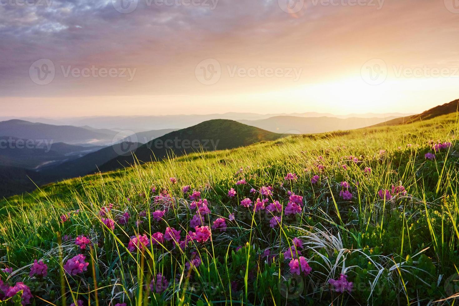 fiori tra il erba. maestoso carpazi montagne. bellissimo paesaggio. mozzafiato Visualizza foto