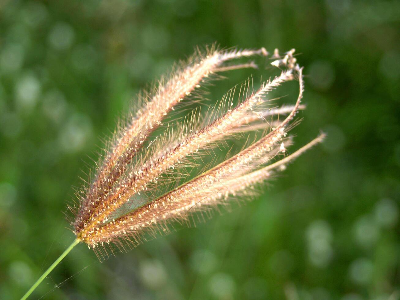 un fiore selvatico essiccato foto