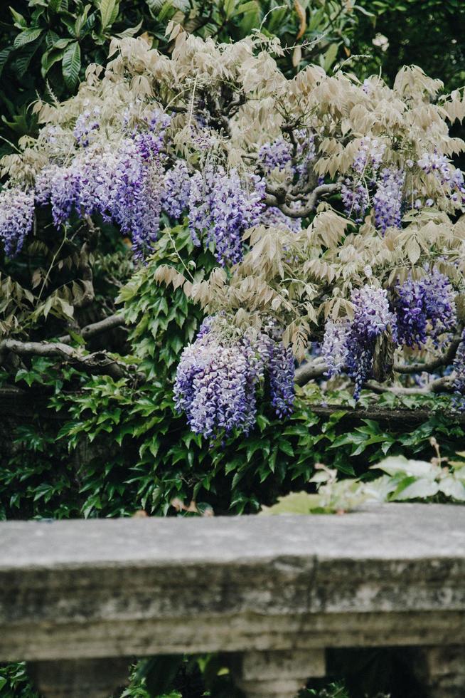 fiori di glicine viola foto