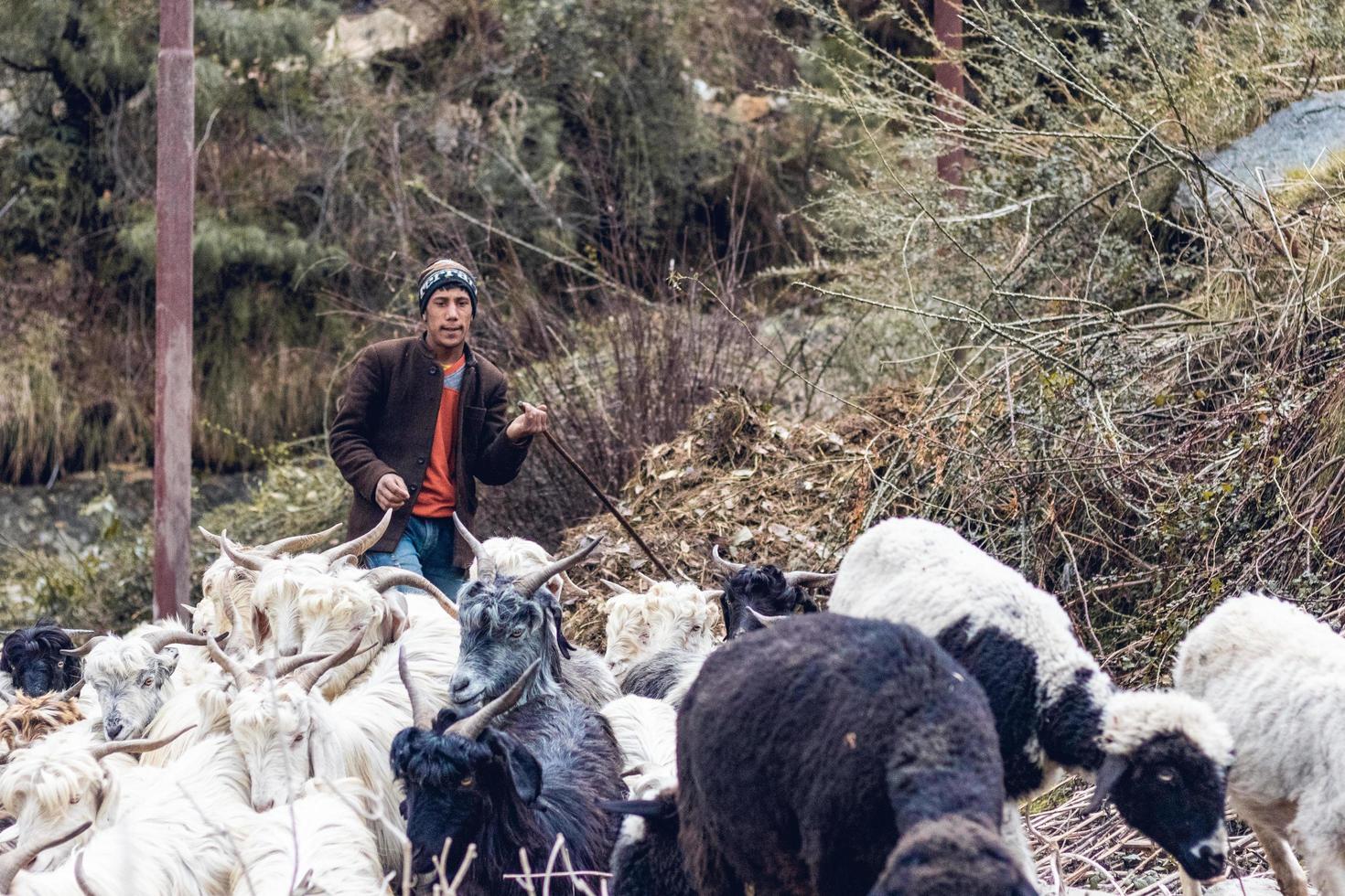 uttarakhand, india, 2020 - pastore che alleva capre foto