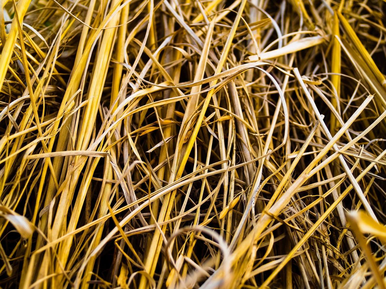 erba di grano selvatico foto