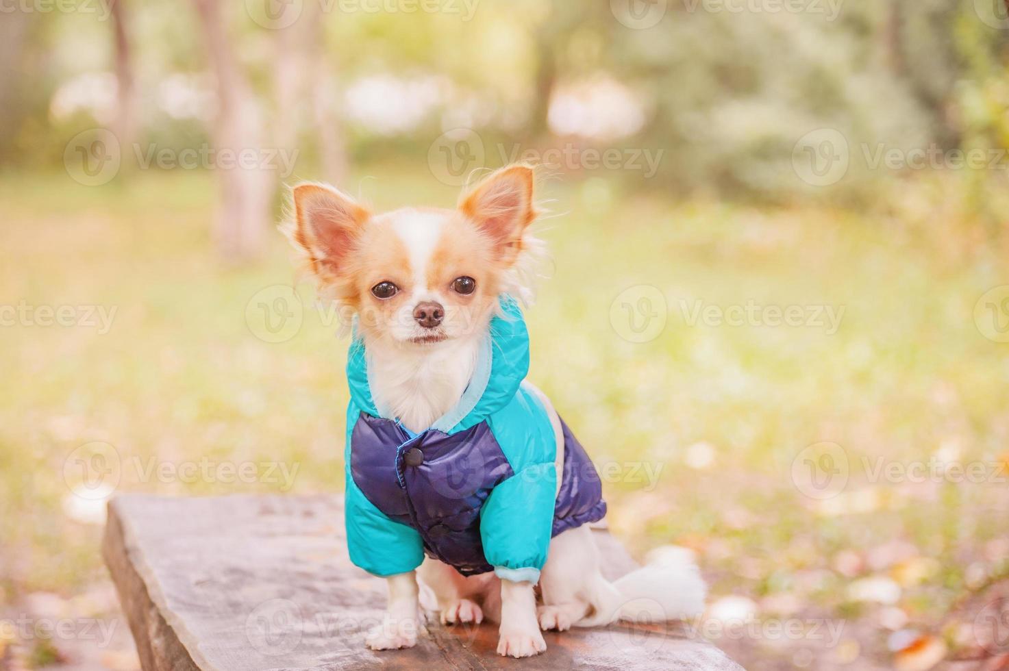 un' dai capelli lunghi chihuahua cane si siede nel davanti di il parco. un' giovane cane su un' camminare nel un' giacca. foto