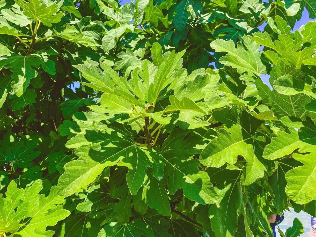 verde, bello quercia le foglie. minuscolo verde le foglie su il albero. esotico pianta nel un' caldo nazione. venato foglia, natura, verde. grande soffice ramo foto