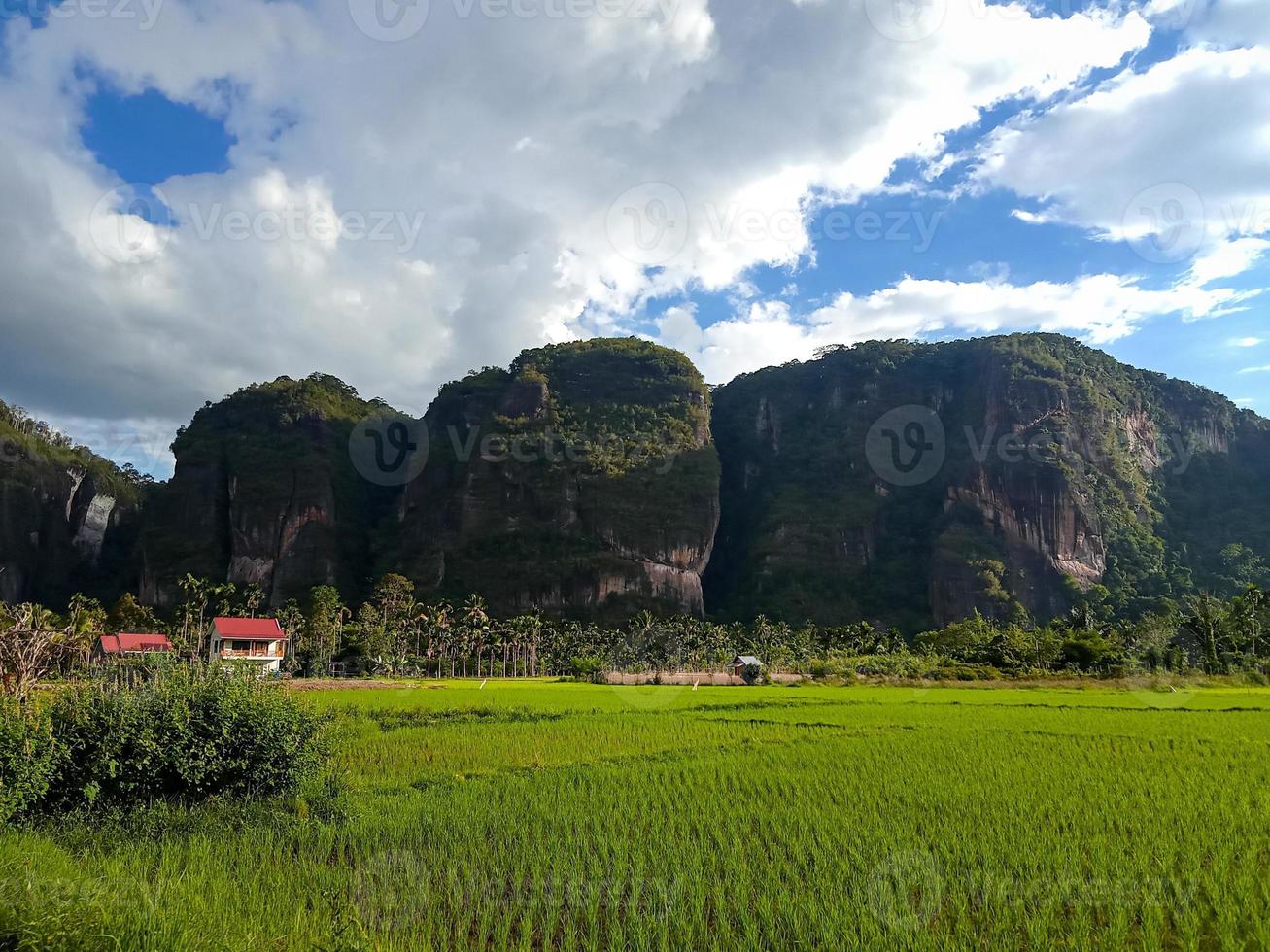 bellissimo Visualizza di il colline di il lemba harau con riso i campi foto