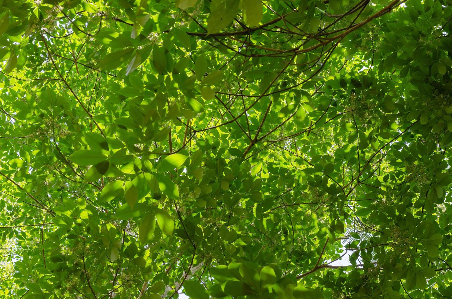 verde fogliame per naturale concetto sfondo foto