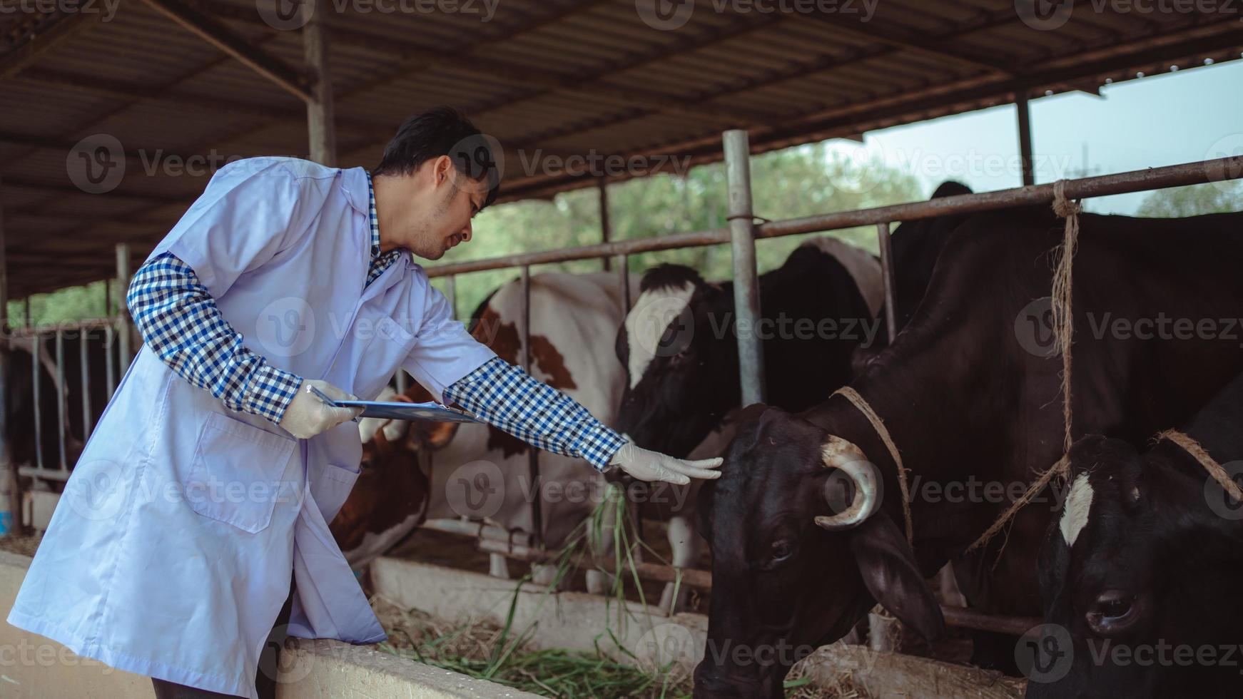 veterinario che controlla il suo bestiame e la qualità del latte nell'azienda lattiero-casearia. industria agricola, concetto di allevamento e allevamento di animali, mucca in azienda lattiero-casearia che mangia fieno, stalla. foto