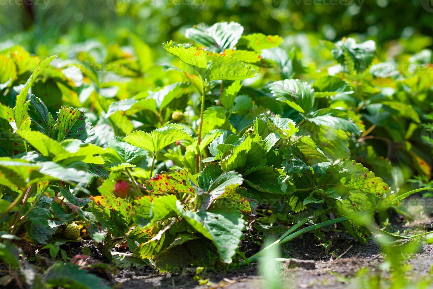 fragola cespugli siamo cresciuto nel un l'ambiente amichevole modo foto