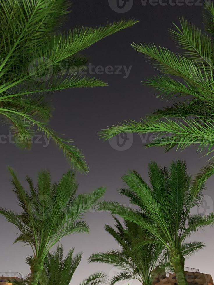 silhouette di palma alberi a il tramonto. foto