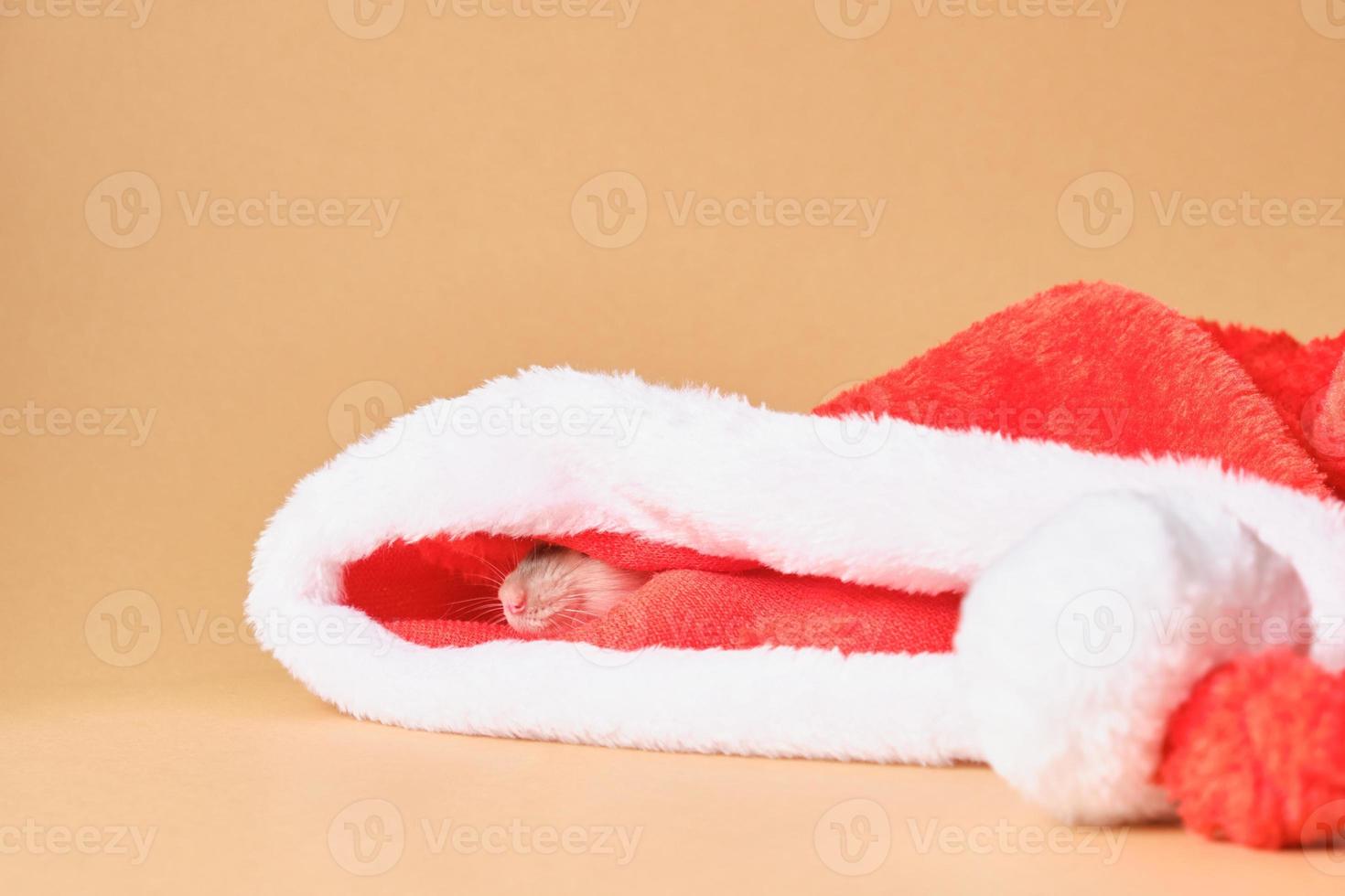 carino ratto nel Santa cappello su beige sfondo foto