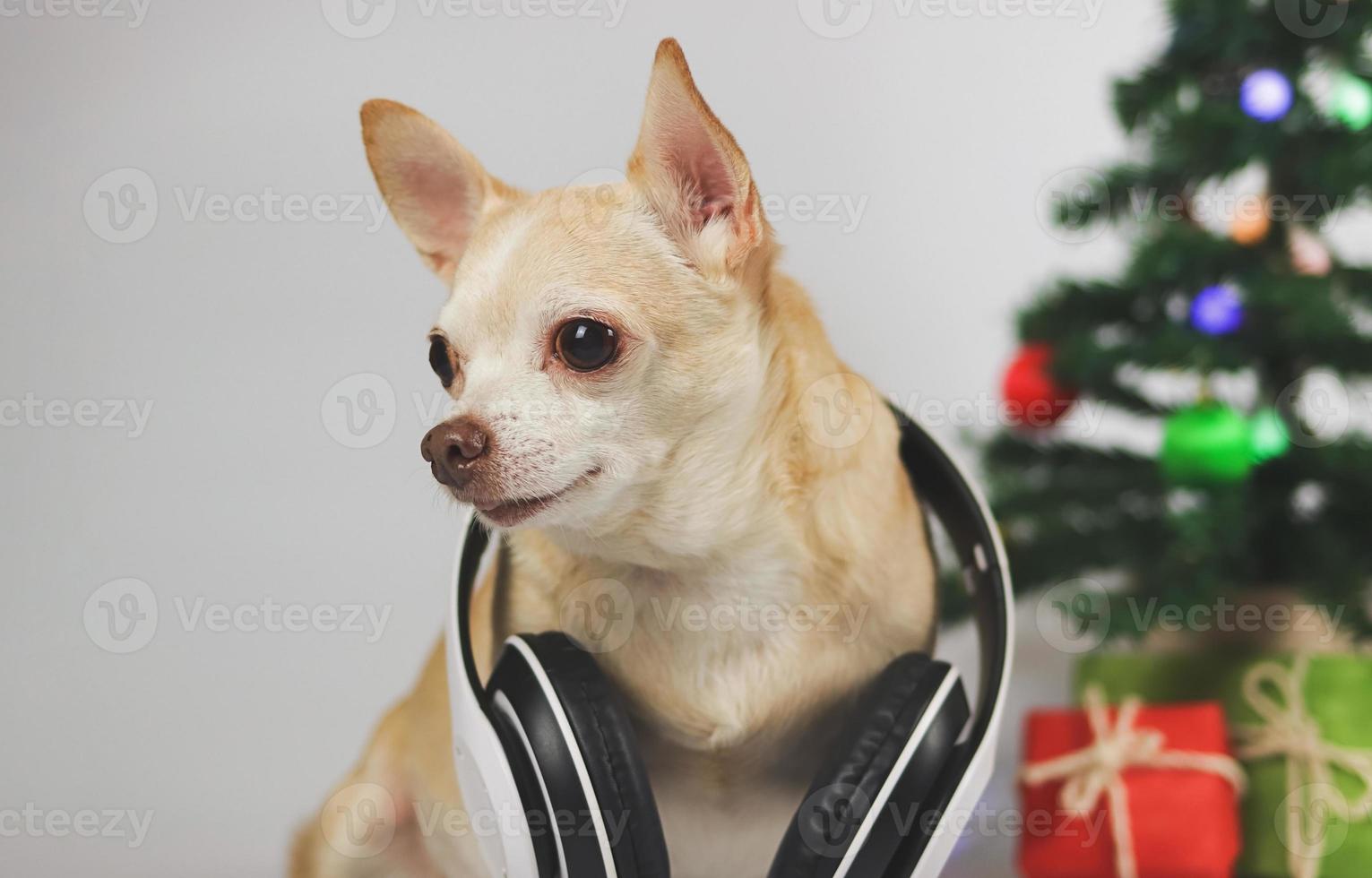 Marrone corto capelli chihuahua cane indossare cuffie in giro collo seduta su bianca sfondo con Natale albero e rosso e verde regalo scatola. foto