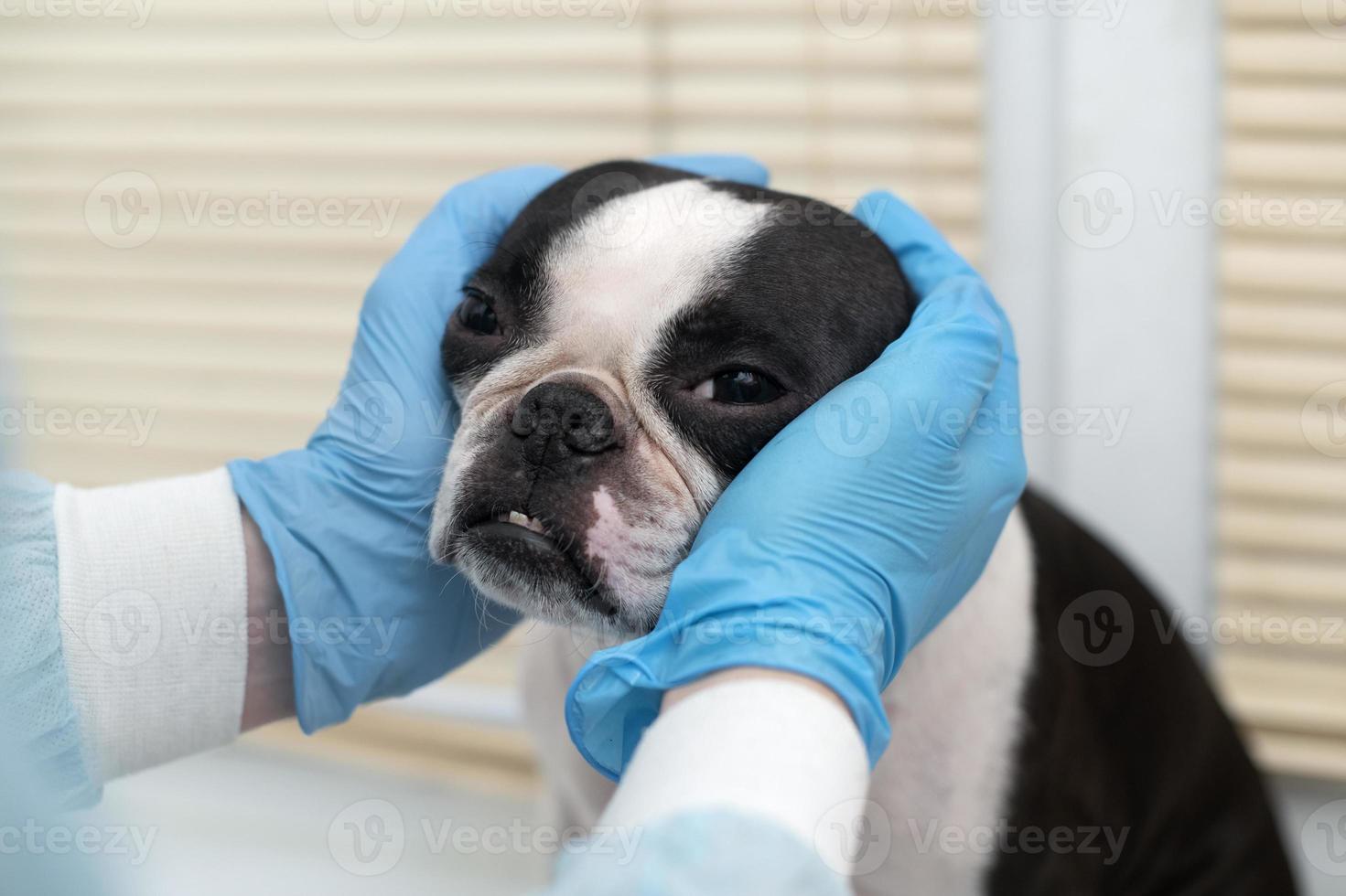 boston terrier animale domestico cane su ricezione a veterinario medico nel veterinario clinica. animale cura concetto. veterinario Servizi. animale domestico Salute cura foto