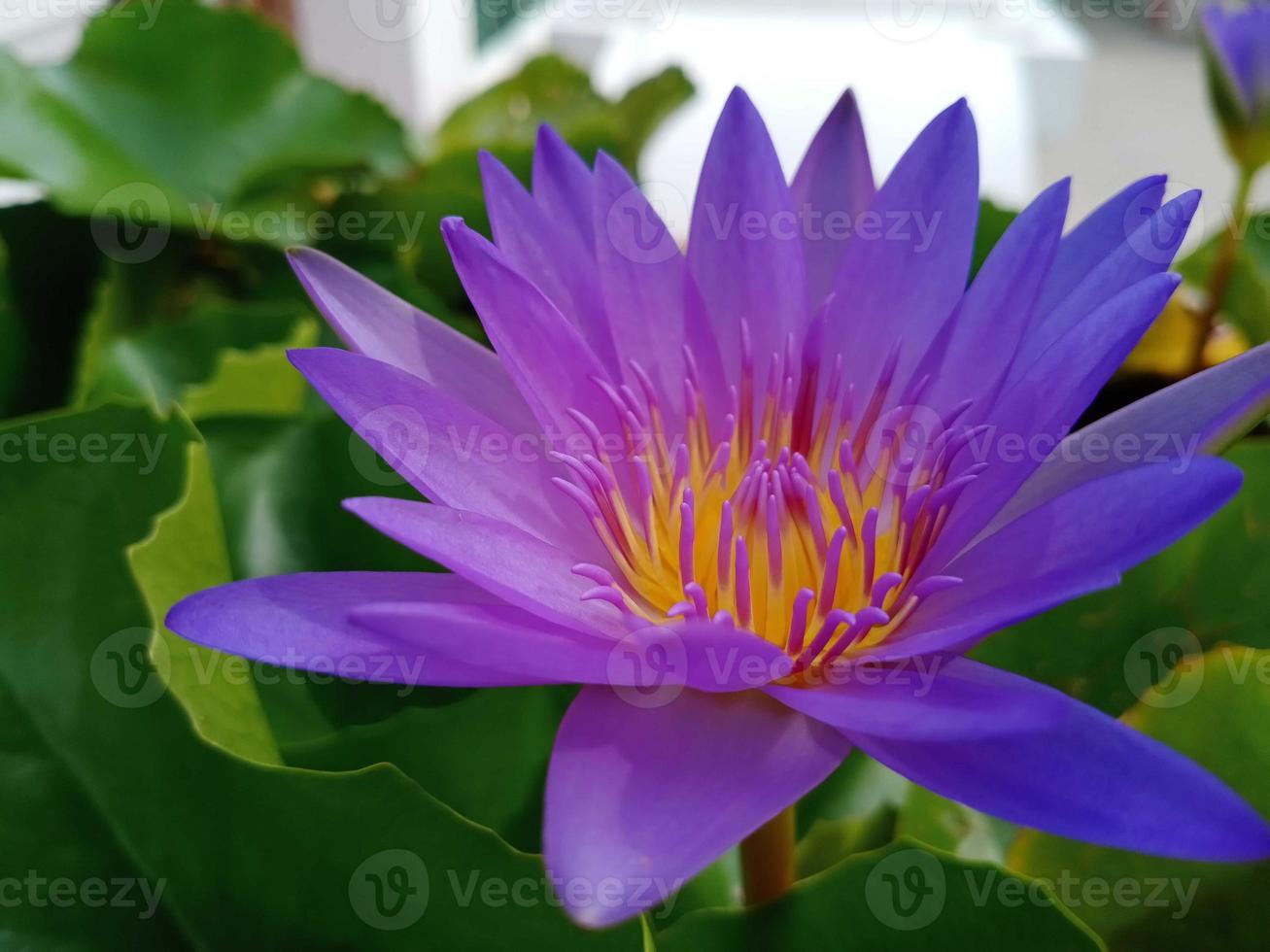 viola egiziano loto fiori per adorazione Budda o decorare il tuo giardino, ufficio foto