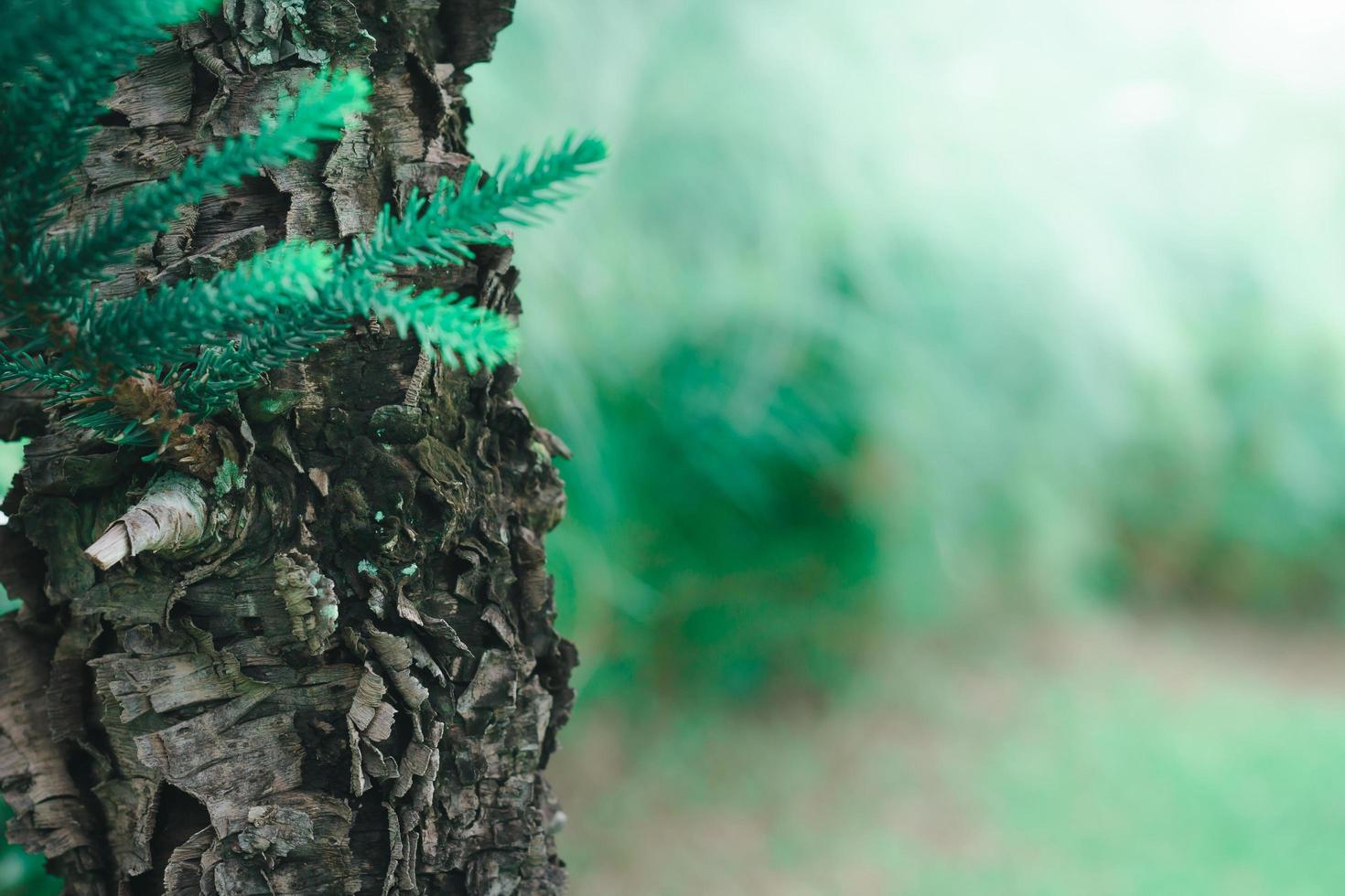 selettivo messa a fuoco di pino albero abbaiare con sfocatura verde sfondo. foto