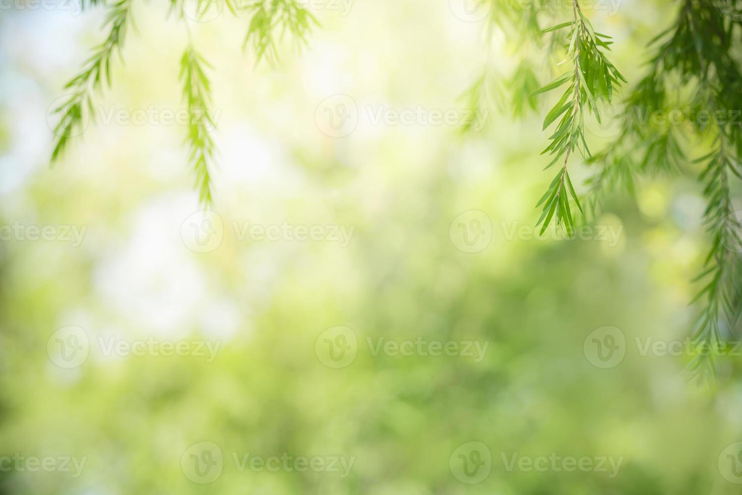 primo piano della bellissima natura vista foglia verde su sfondo verde sfocato in giardino con spazio di copia utilizzando come sfondo il concetto di copertina. foto