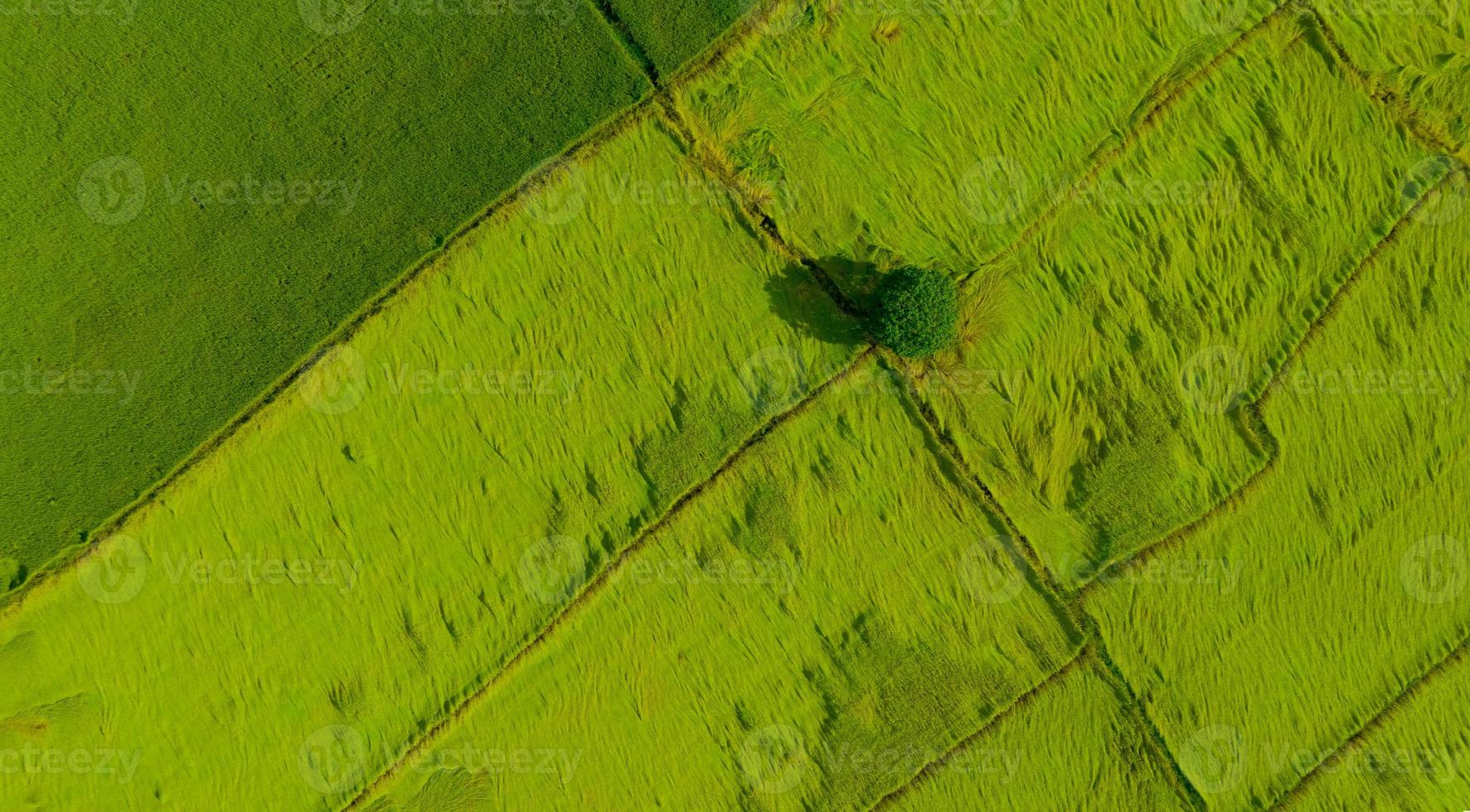 aereo Visualizza di verde riso campo con un' albero nel Tailandia. sopra Visualizza di agricolo campo. riso impianti. naturale modello di verde riso farm.beauty nel natura. sostenibile agricoltura. carbonio neutralità. foto