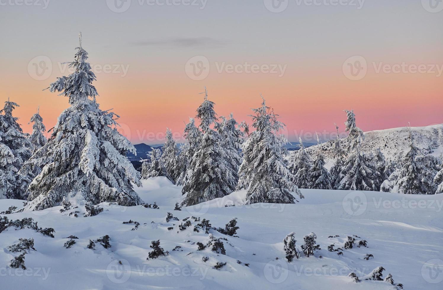 neve coperture lotto di terra e alberi. magico inverno paesaggio foto