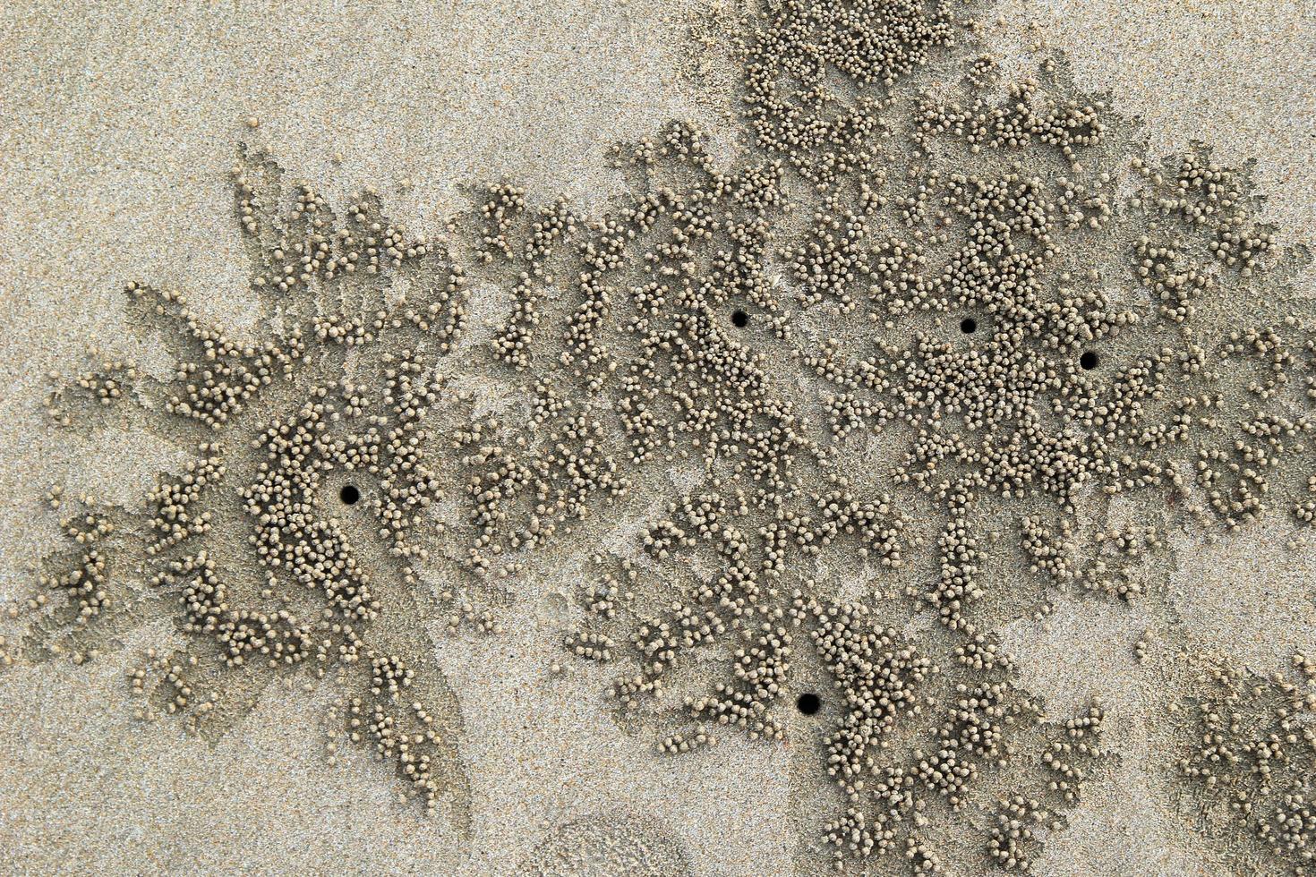 viaggio per isola KOH lanta, Tailandia. il tracce di il Granchi su il sabbia spiaggia. foto