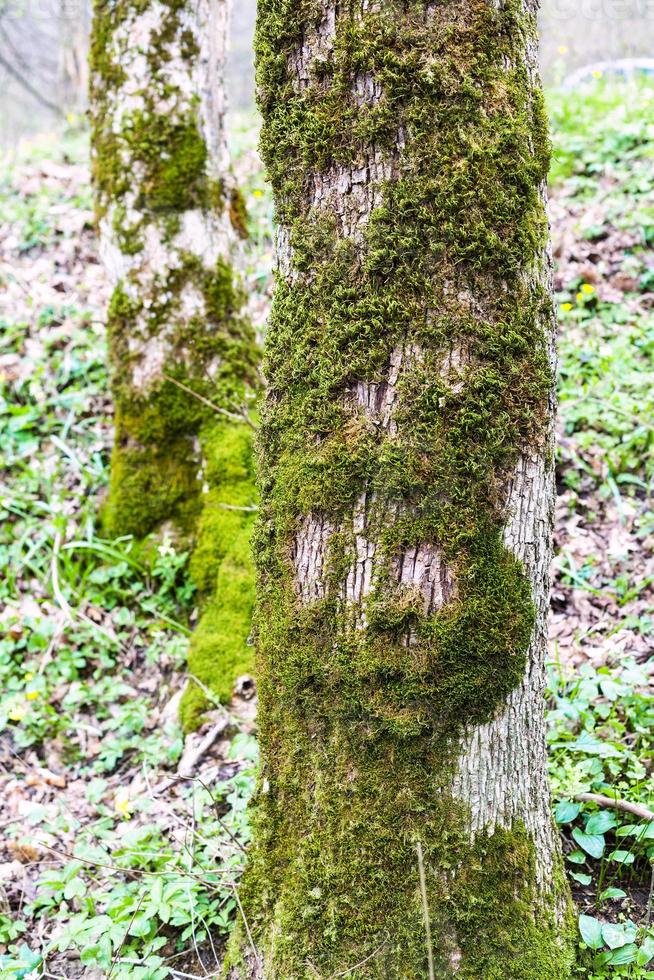 tronchi di pioppo alberi coperto di verde muschio foto