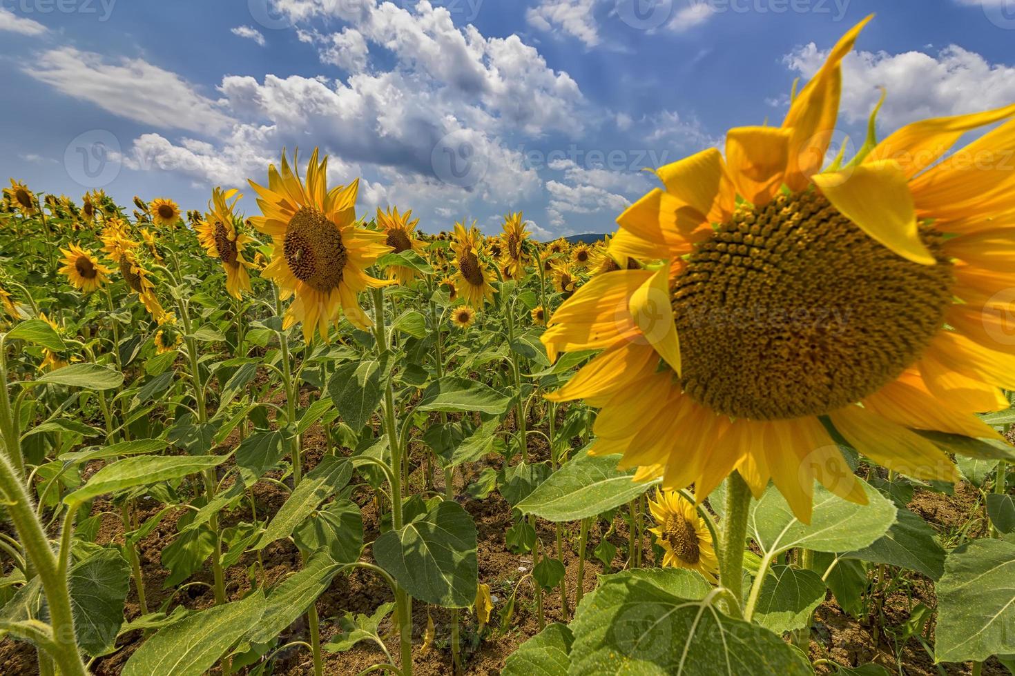 girasole campo sotto blu cielo e grande vergogna girasole vicino foto