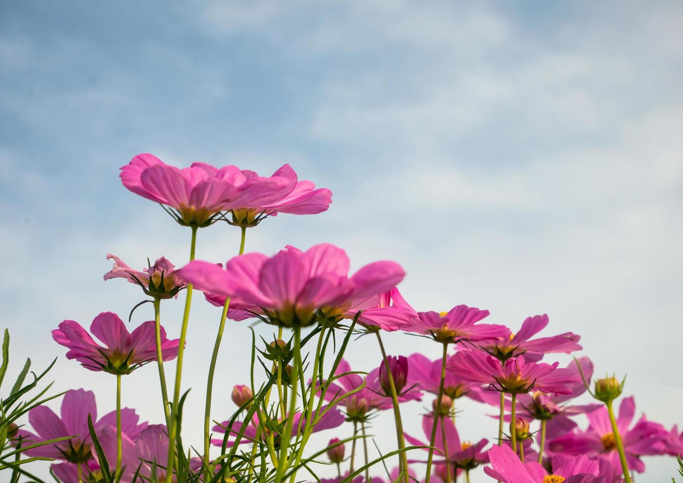 cosmo fiori bellissimo nel natura giardino foto