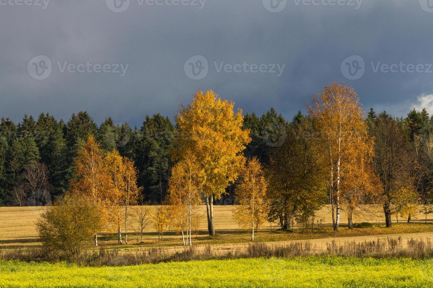 autunno paesaggio con giallo le foglie su un' soleggiato giorno foto