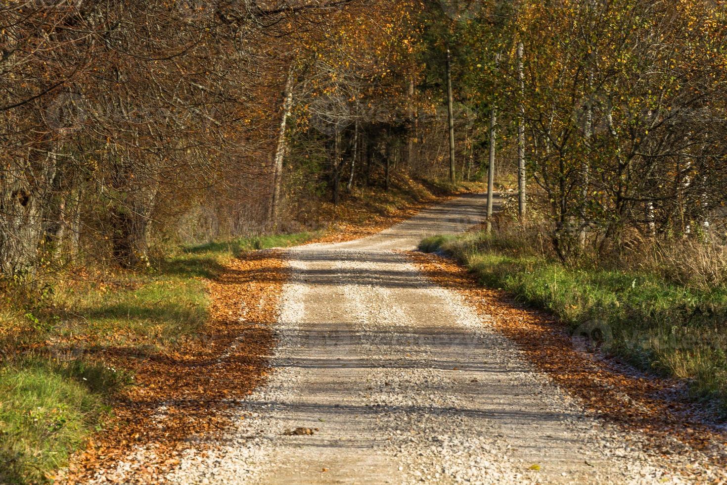 autunno paesaggio con giallo le foglie su un' soleggiato giorno foto