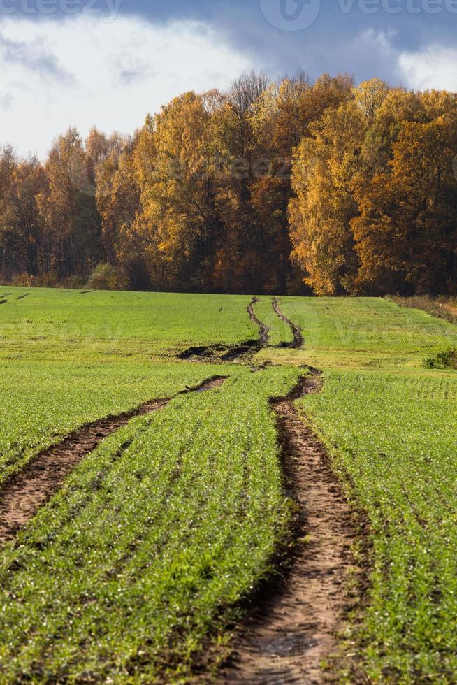 autunno paesaggio con giallo le foglie su un' soleggiato giorno foto