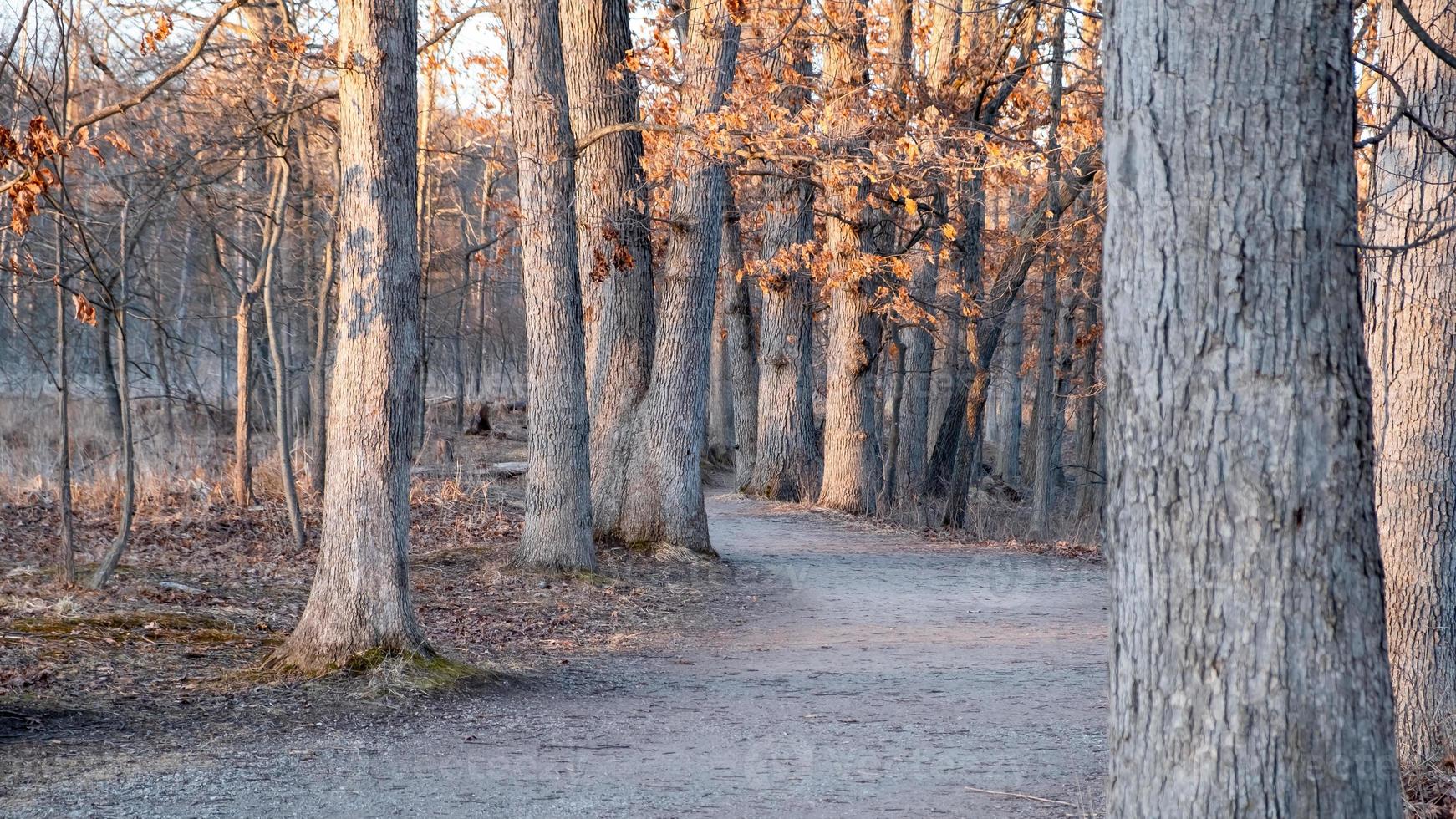 alto alberi nel legna terre nel Michigan campagna , panoramico foresta pista attraverso boschi nel presto primavera volta. foto