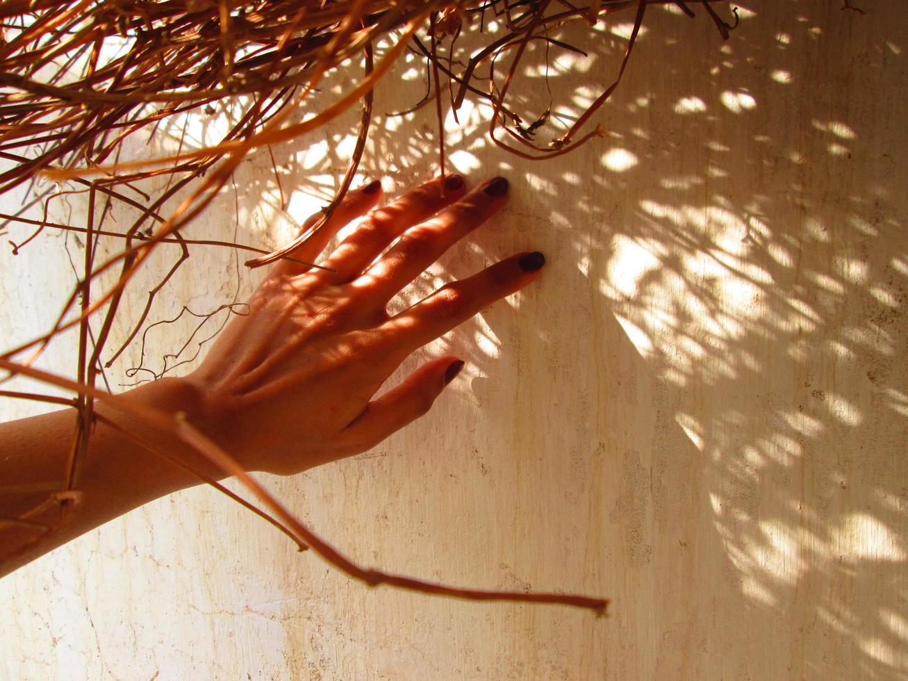 donna di mano nel luce del sole su un' secco cespuglio foto