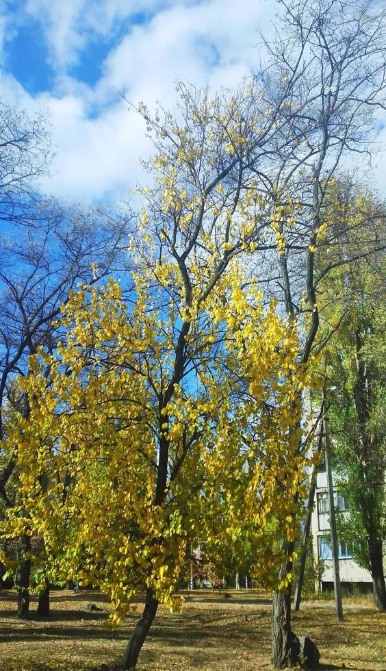 autunno alberi nel un' ucraino provinciale villaggio foto