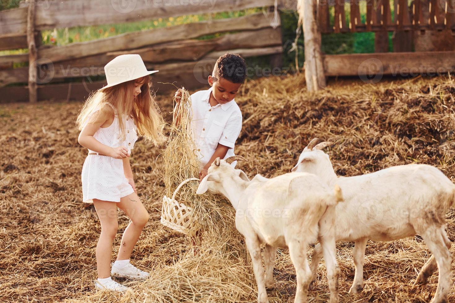 carino poco africano americano ragazzo con europeo ragazza è su il azienda agricola con capre foto