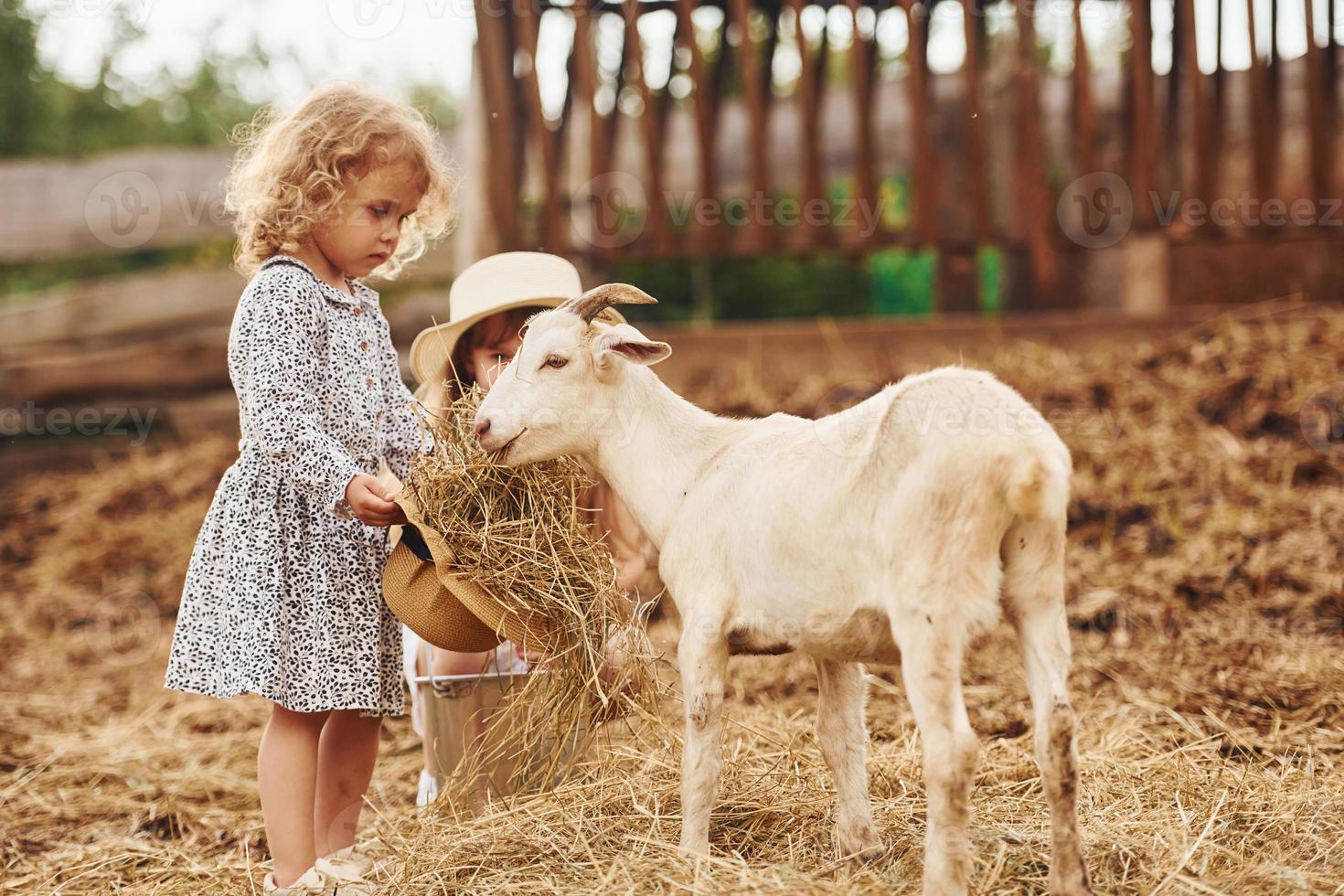 alimentazione capre. poco ragazza nel blu Abiti è su il azienda agricola a estate all'aperto foto